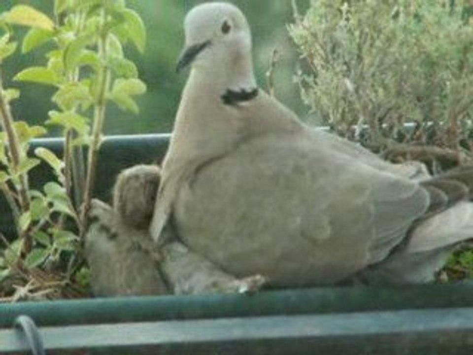 Bernadette donne la becquée