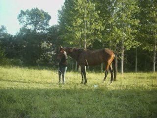 petit défis ... pour horse libre