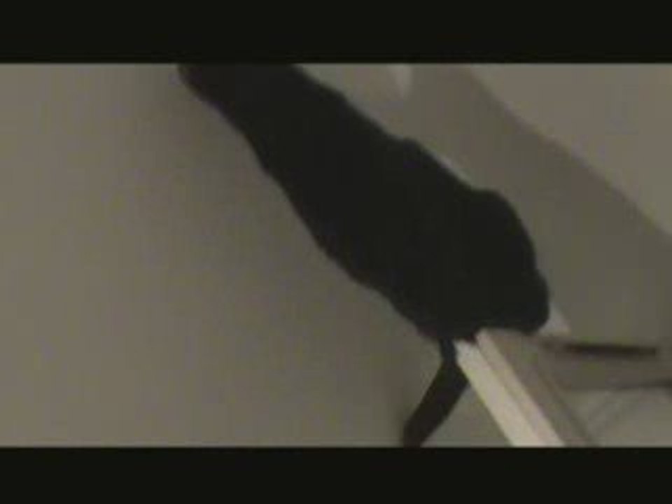 NINOU L'HISTOIRE D'UN CHAT - EPISODE 2