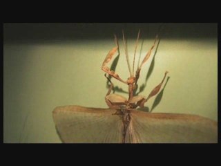 Visite du Muséum en nocturne -  télégrenoble