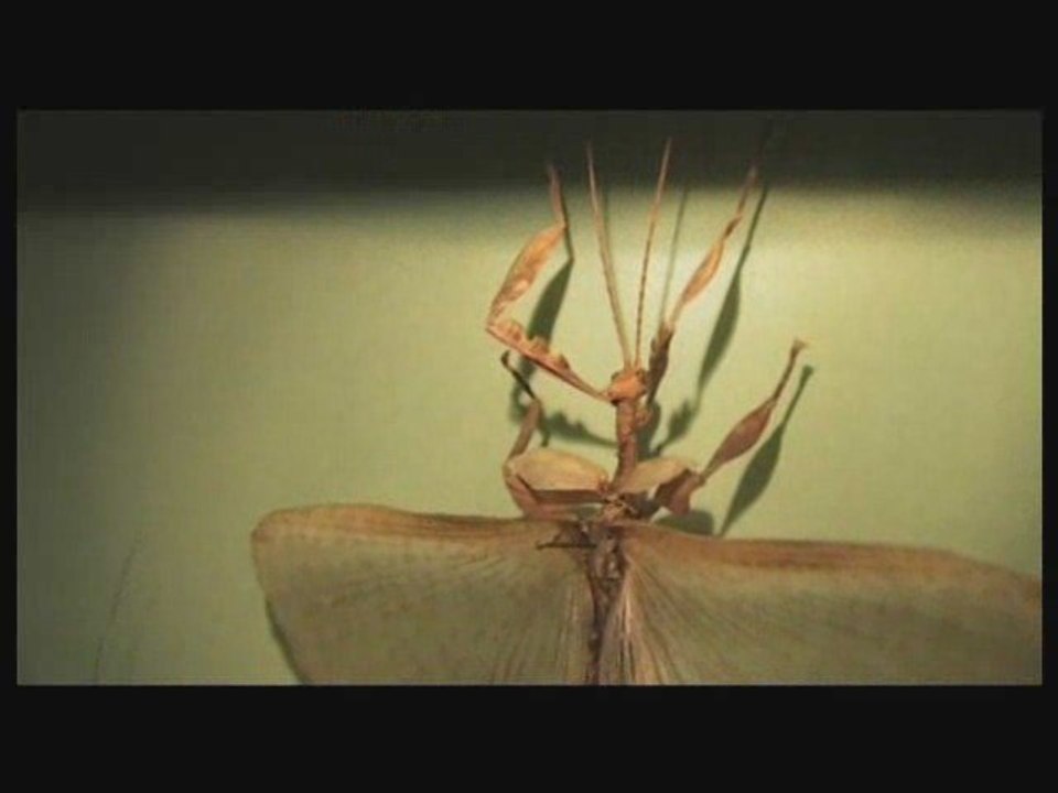 Visite du Muséum en nocturne -  télégrenoble