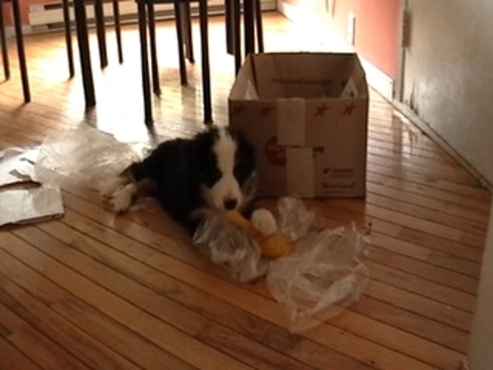 Boubou un jour, Boubou toujours