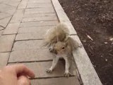 ecureuil squirrel