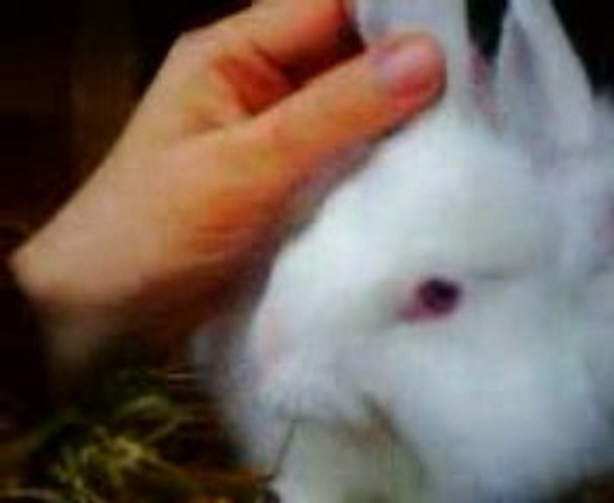 Bisous de lapereaux