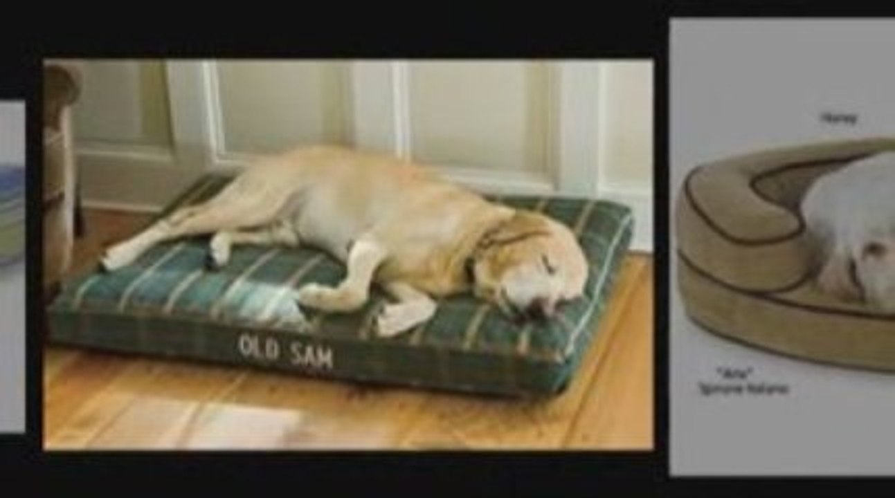 Dog Beds Blog