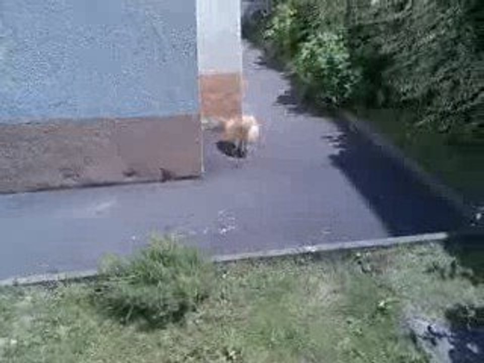 La promenade de Rouky