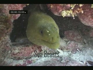 Tooth & Claw SEA BEASTS