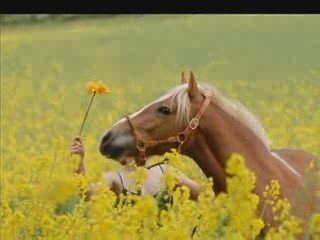 Haflinger -Tempête et Anne-Laure -