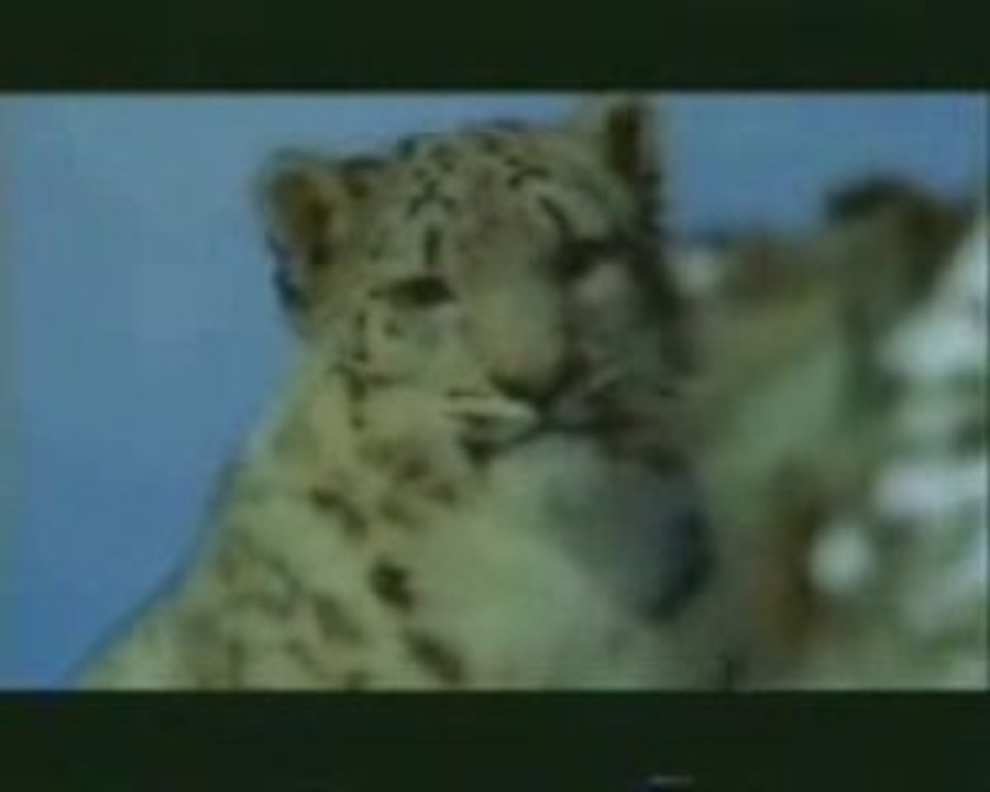 Snow Leopard (Uncia uncia)