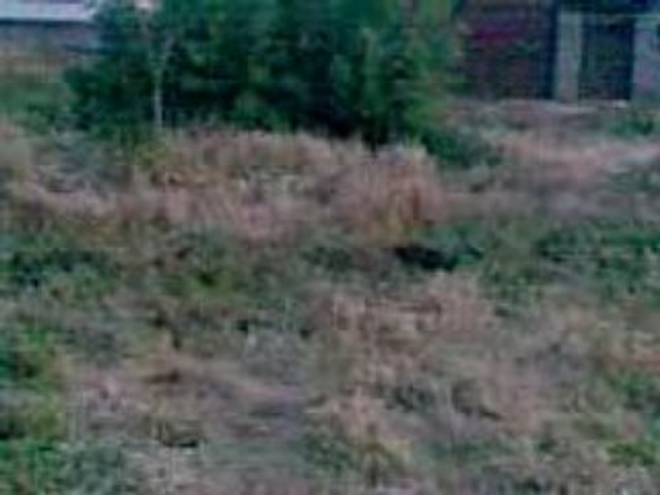 doga bıldırcın arıyo