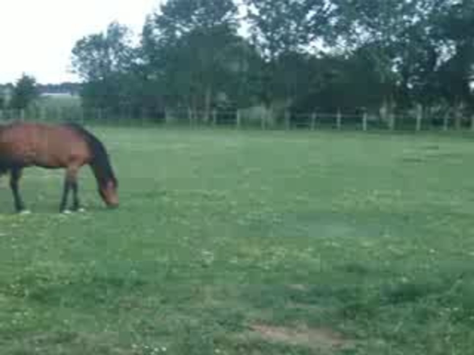 Compagnon cheval