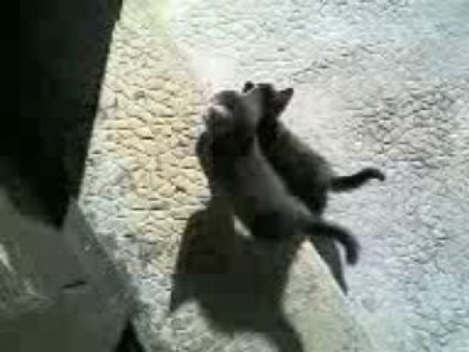 les chatons encore...