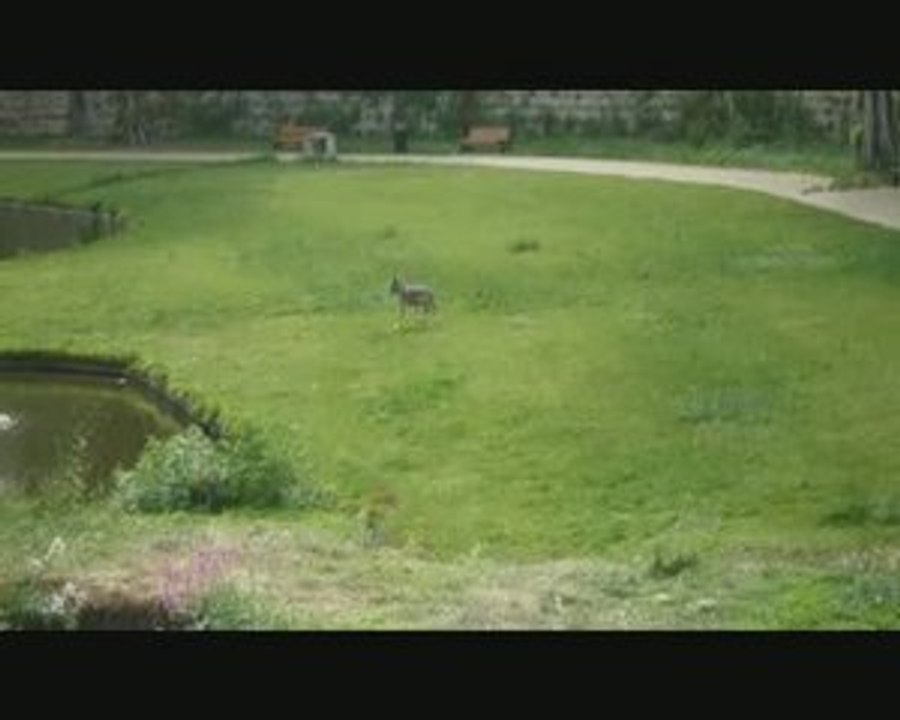 Les loups du Chateau des Ducs de Bretagne à Nantes