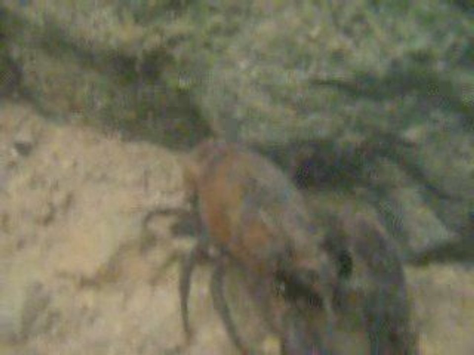 video sous marine