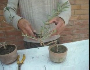 Bonsai Magico - Bunjin - Video 24 - bonsaimagicobunjin.com