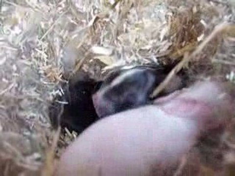 lapins dans nids 4 jours