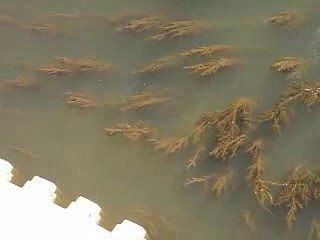 mémère en pleine fraye