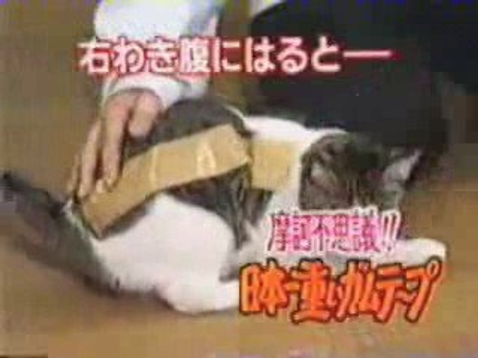 que se passe-t-il quand on scotche un chat ?