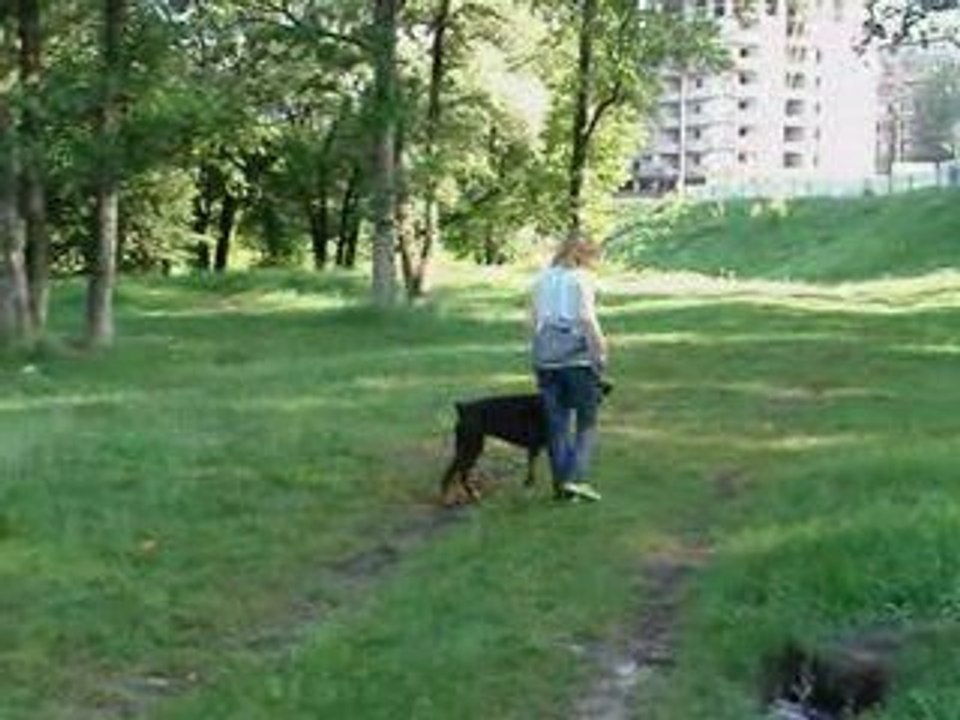 08.06 Viki obedience