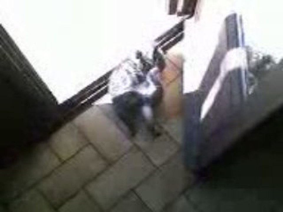 un dimanche...de chatons