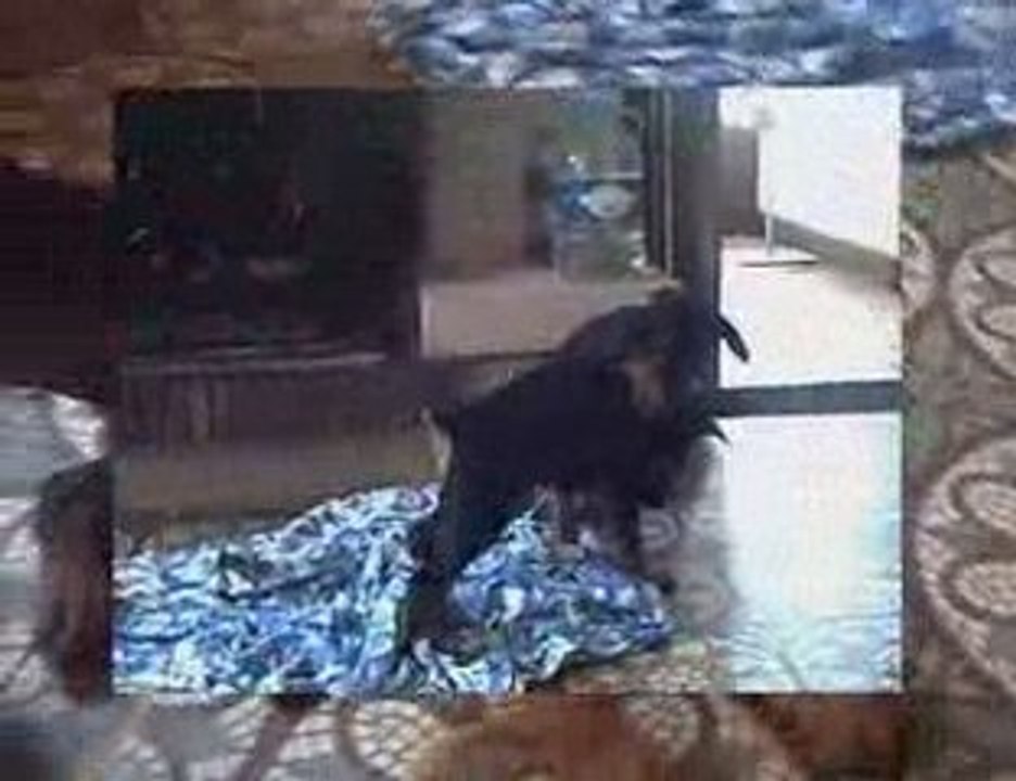 01.06.09 Jeux de chiots