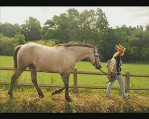 Indien_cheval