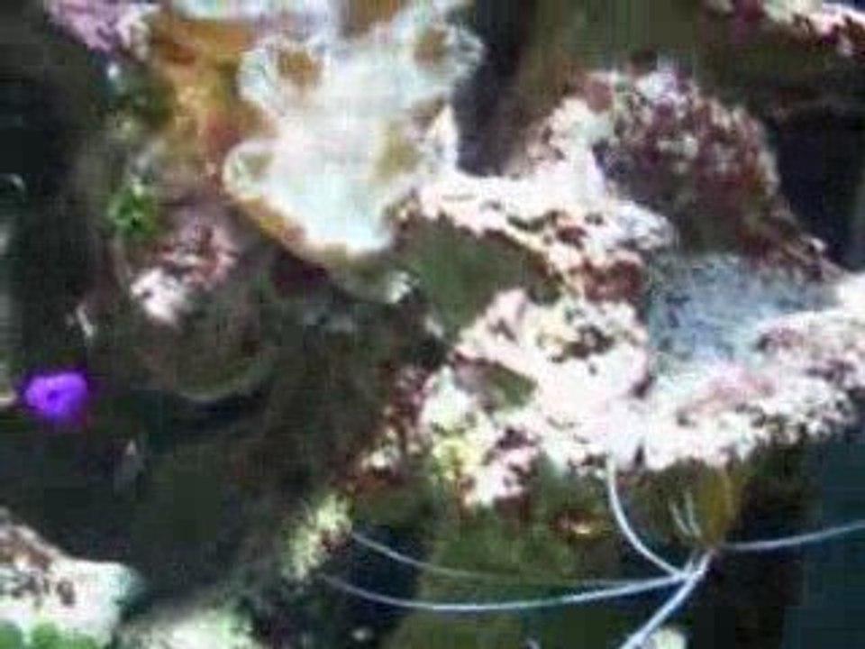 Mon bac récifal Gsm