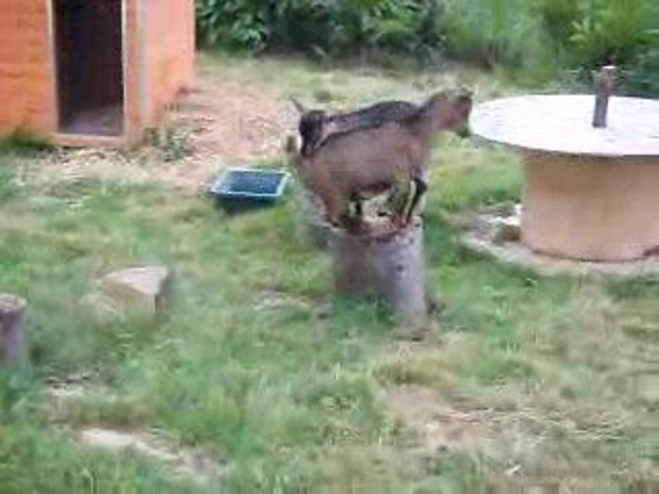 Mes copines les chèvres vont leur numéro !
