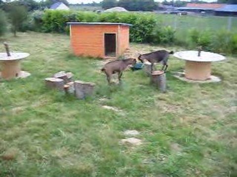 Mes copines les chèvres s'amusent !