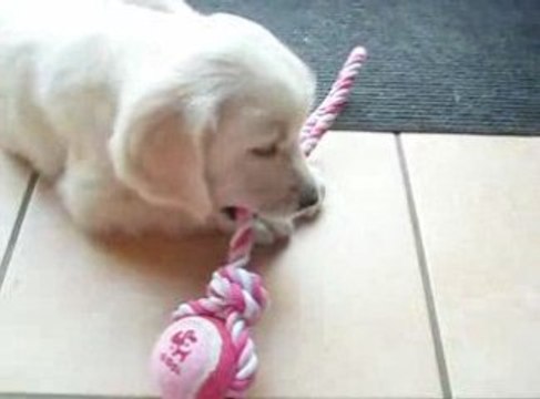 Eden joue avec sa corde balle de tennis