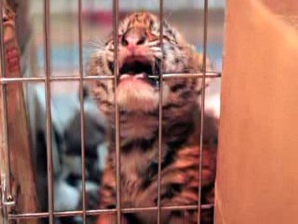 To Animals, It's Not Entertainment