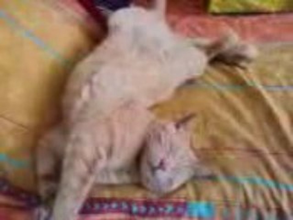 Moskito le mytho2
