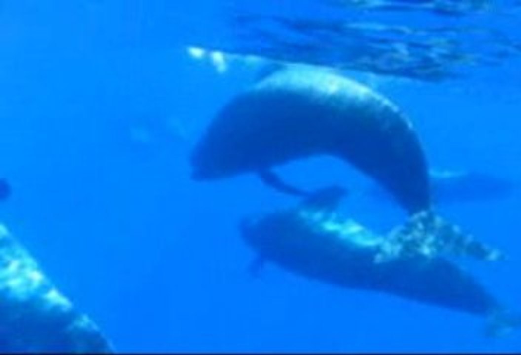 globicephales et dauphin aux Canaries