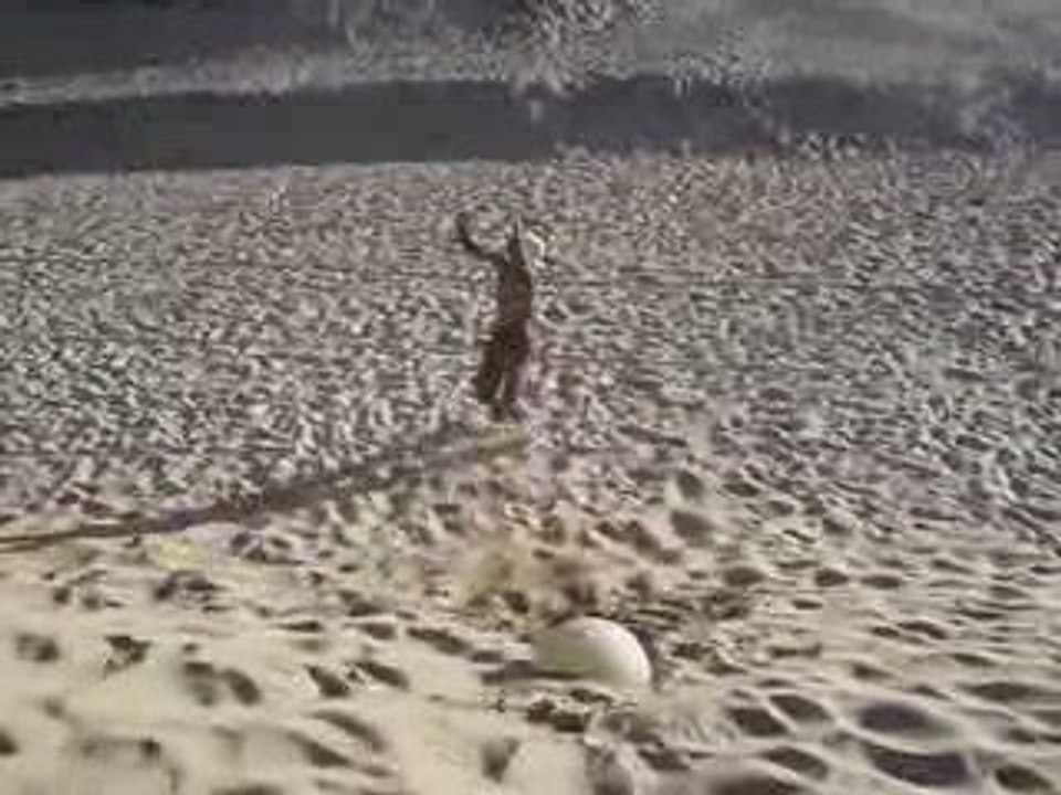 Hamouda double back flip to double twist