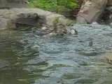 Otters at the National Zoo