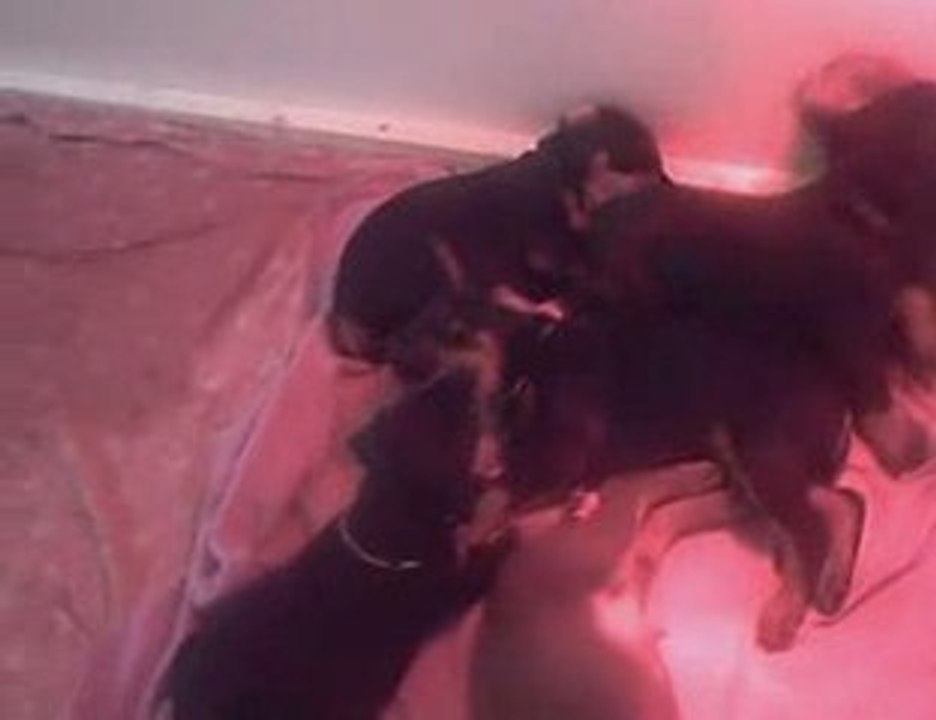 07-05-09 Les Chiots s'amusent