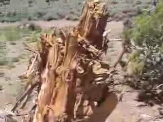 50 cal cuts down tree - Google Chrome