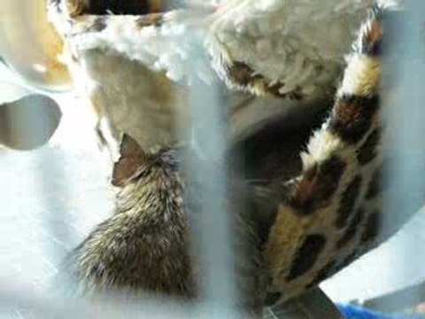 Free Hugs Bisous et câlins d'octodons ...