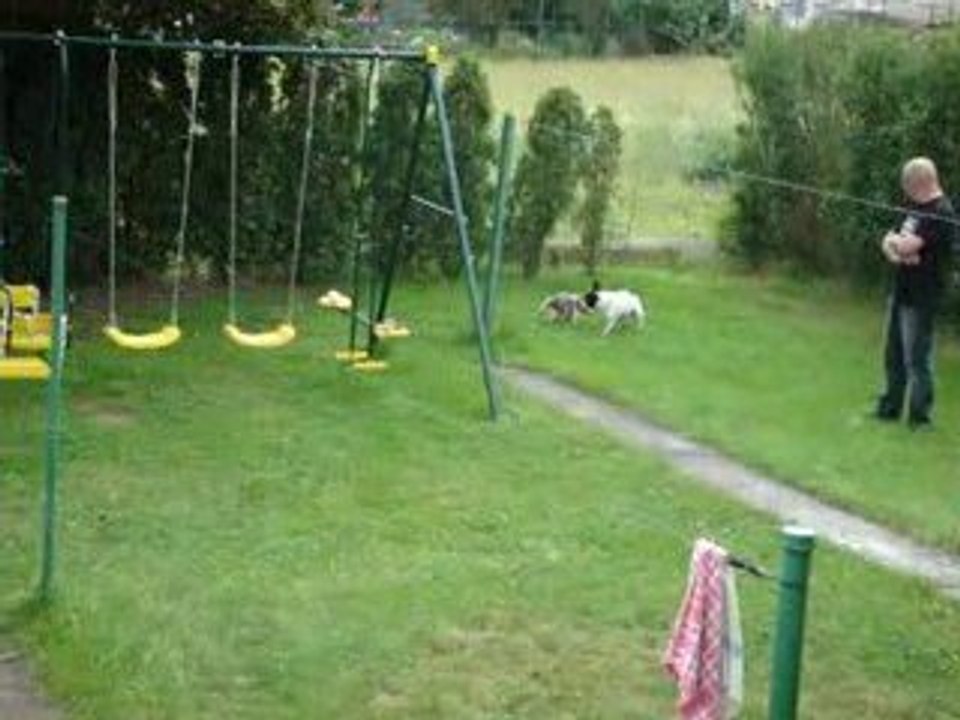 chiens courent