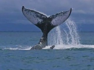 La Baleine bleue and the Bird