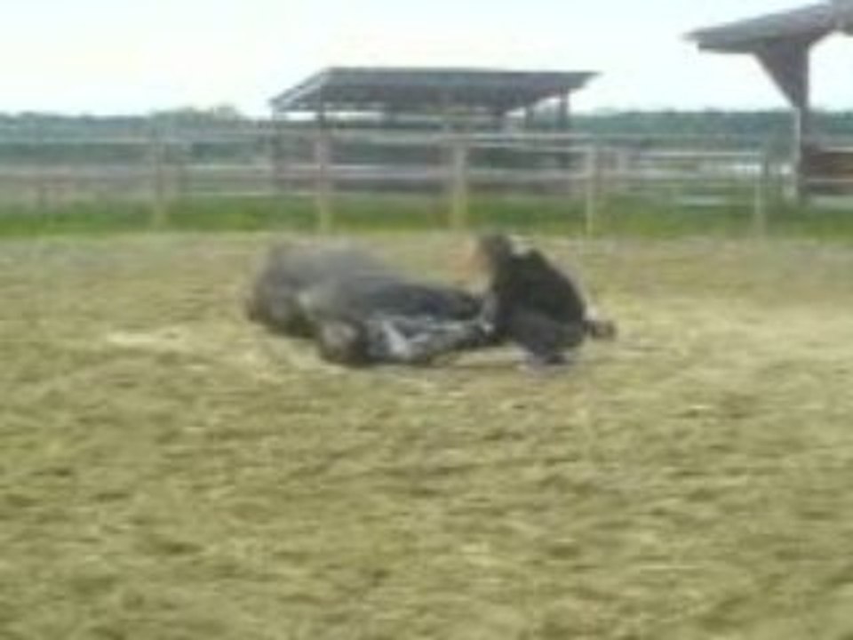 Pirate qui se roule !