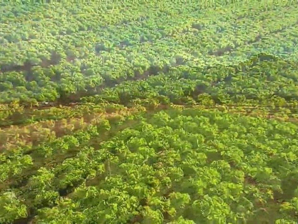 Hawaiian Grown TV - Manoa Lettuce - Promo