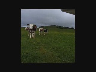 Vaches en dessous du mont Racine (Neuchatel)