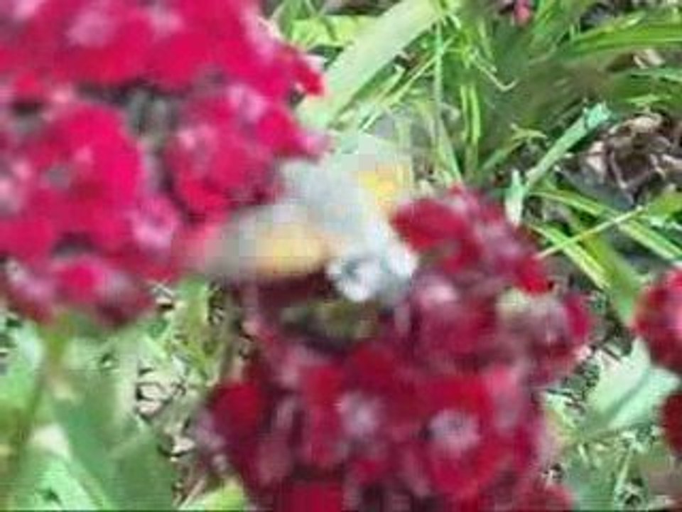 montage video colibri