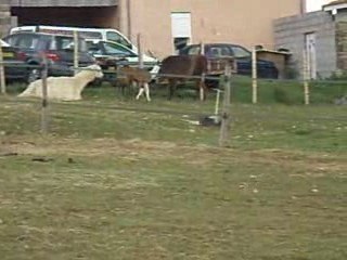 danaïki des plaines fait la folle !