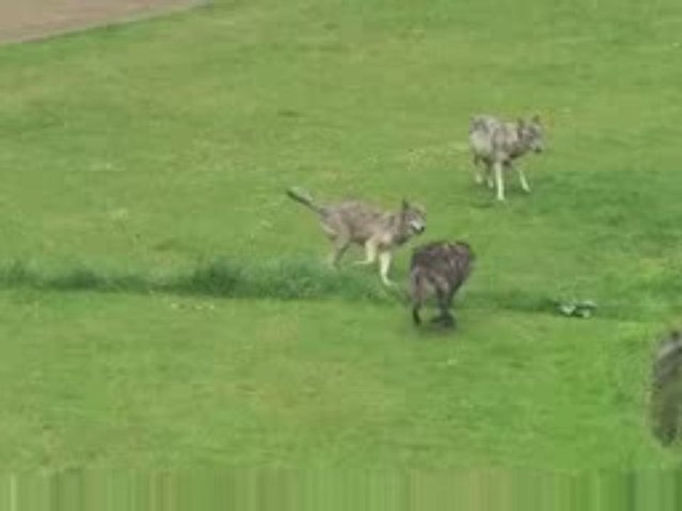 Nantes centre : les loups, la Cigale, le Lieu Unique...