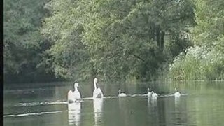 Llantarnam swans