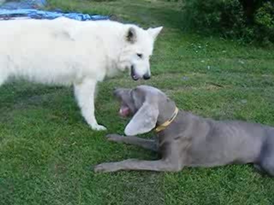 berger blanc suisse et braque weimar