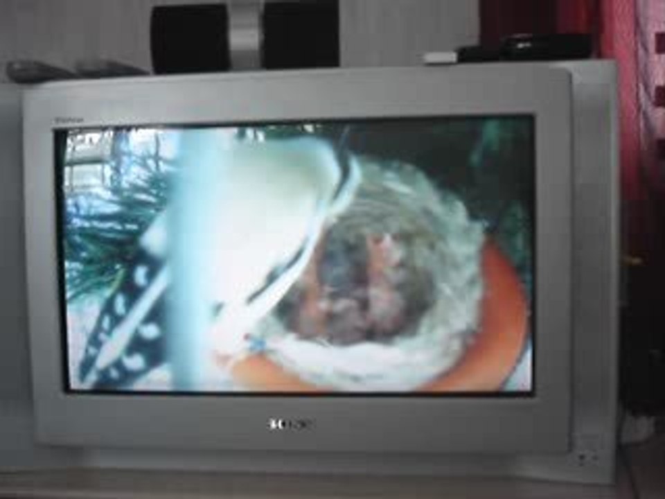 femelle eumo avec 5 jeunes satiné au nid