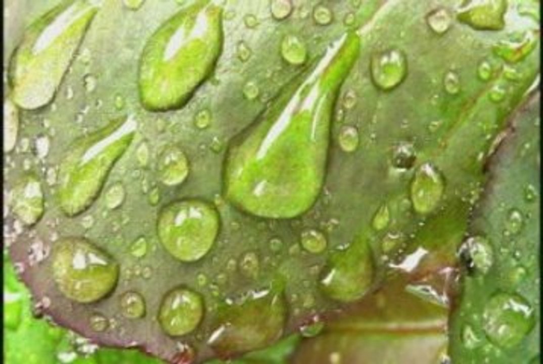 After the rain